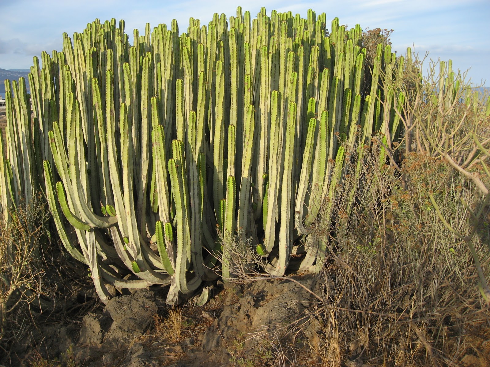 ESPECIES ENDÉMICAS (FLORA) PRESENTES EN LAS ISLAS CANARIAS.