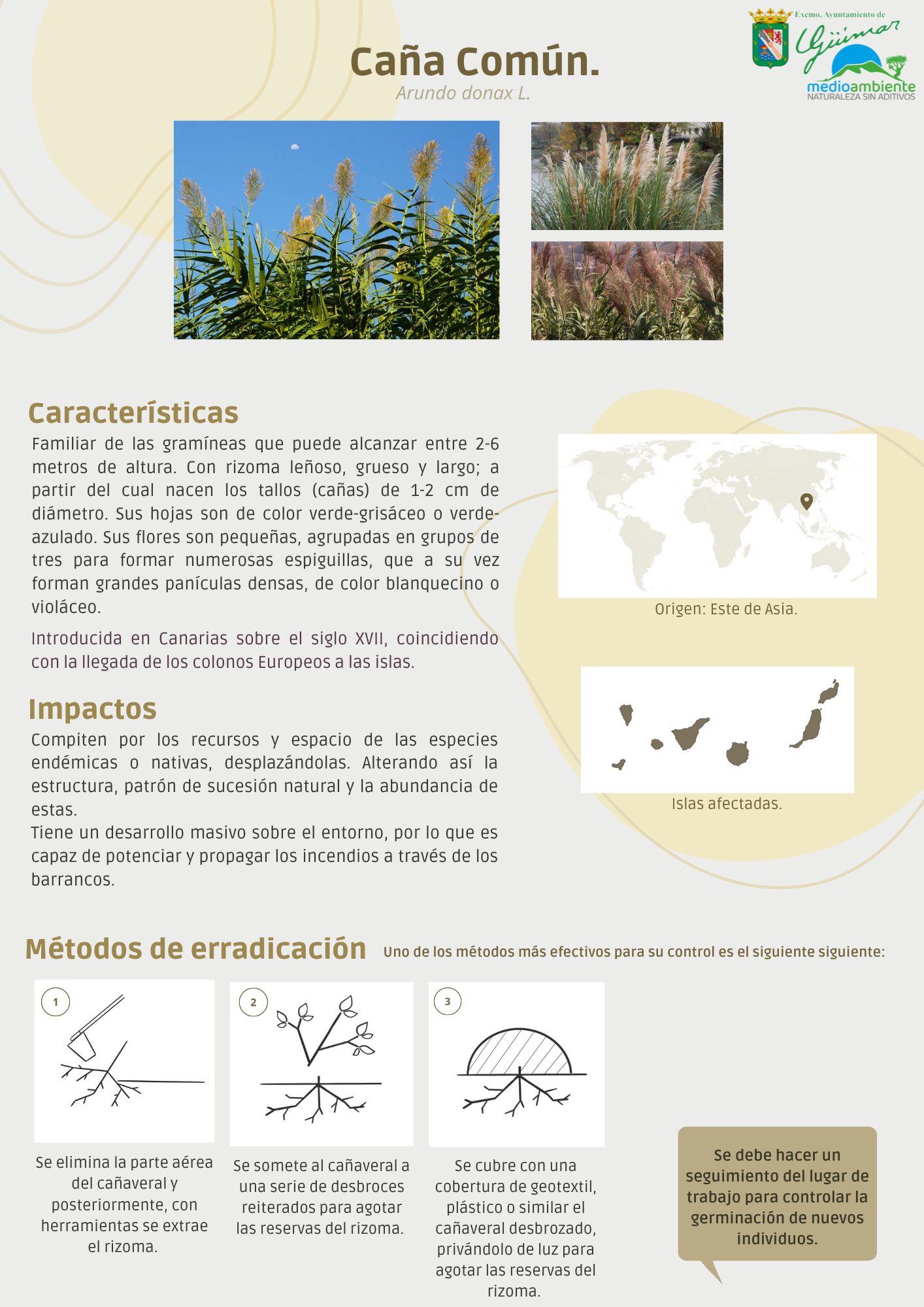ESPECIES EXÓTICAS INVASORAS (FLORA) PRESENTES LAS ISLAS CANARIAS