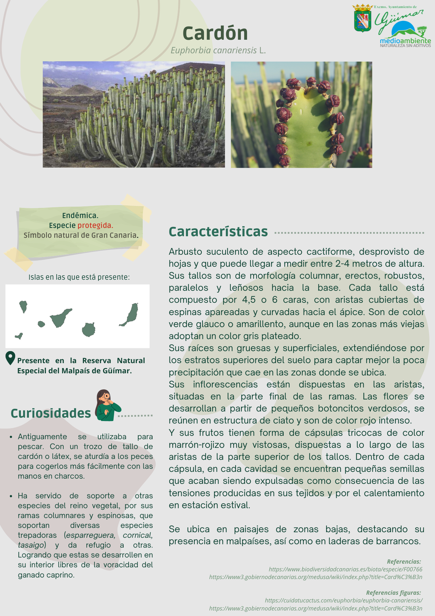 ESPECIES ENDÉMICAS (FLORA) PRESENTES EN LAS ISLAS CANARIAS