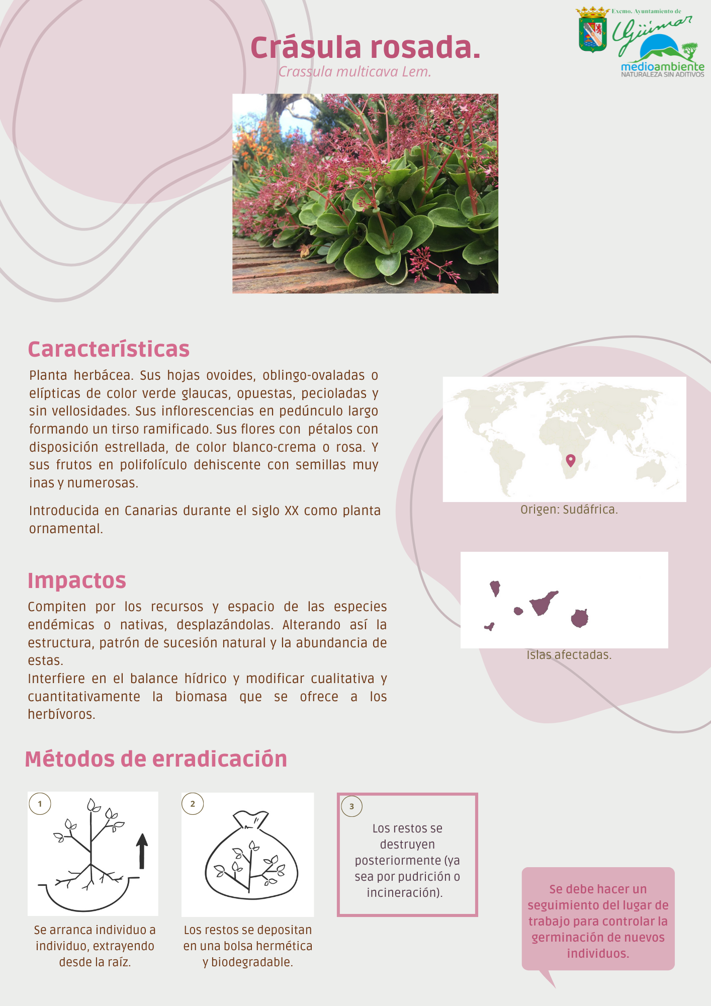 ESPECIES EXÓTICAS INVASORAS (FLORA) PRESENTES LAS ISLAS CANARIAS