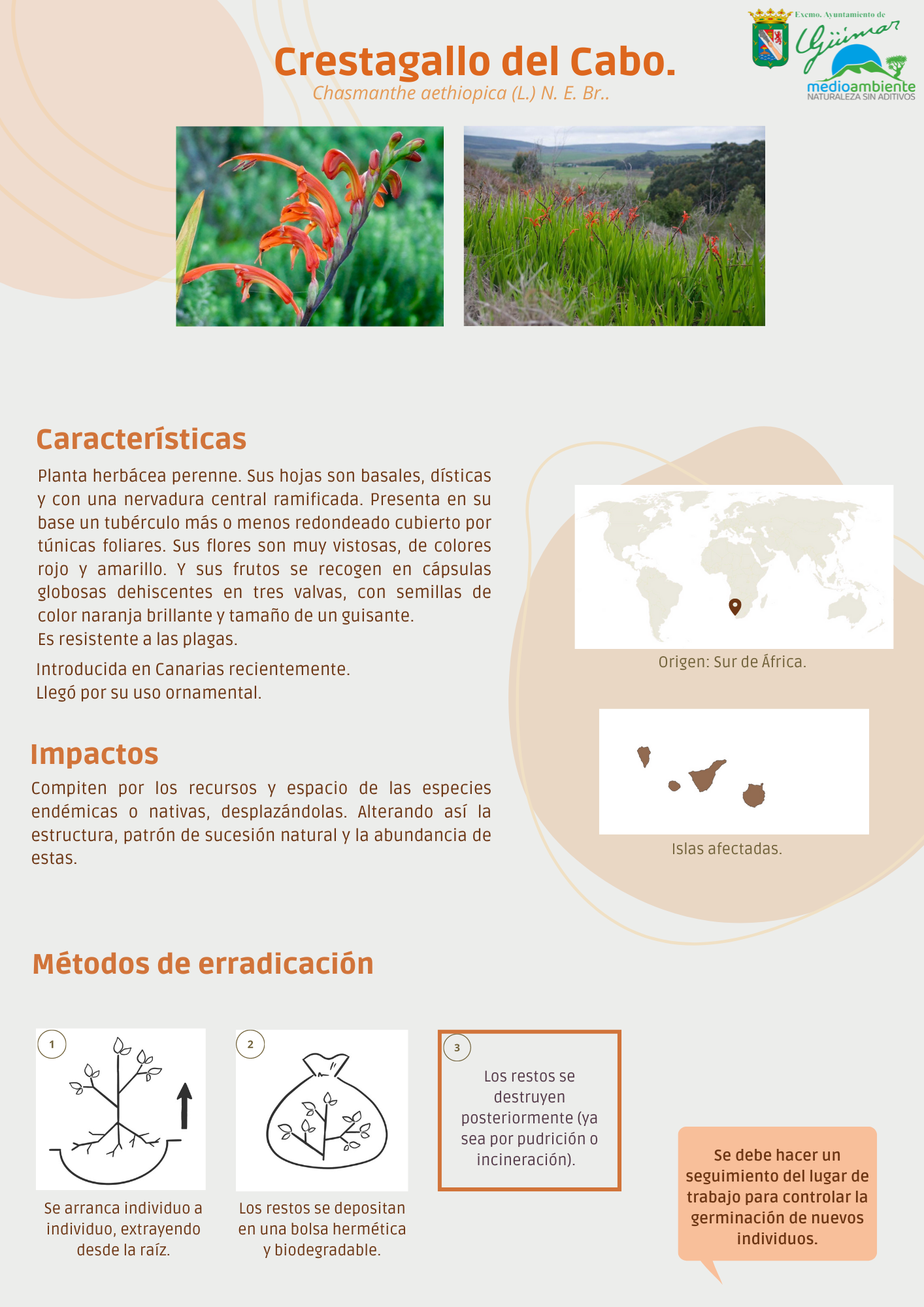 ESPECIES EXÓTICAS INVASORAS (FLORA) PRESENTES LAS ISLAS CANARIAS