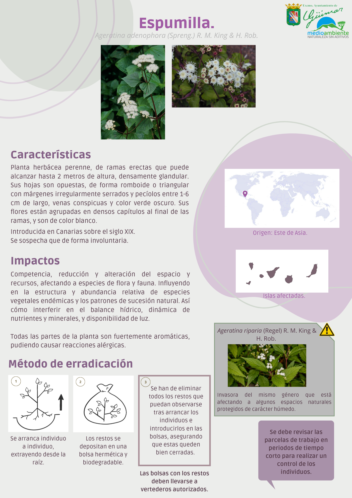 ESPECIES EXÓTICAS INVASORAS (FLORA) PRESENTES LAS ISLAS CANARIAS