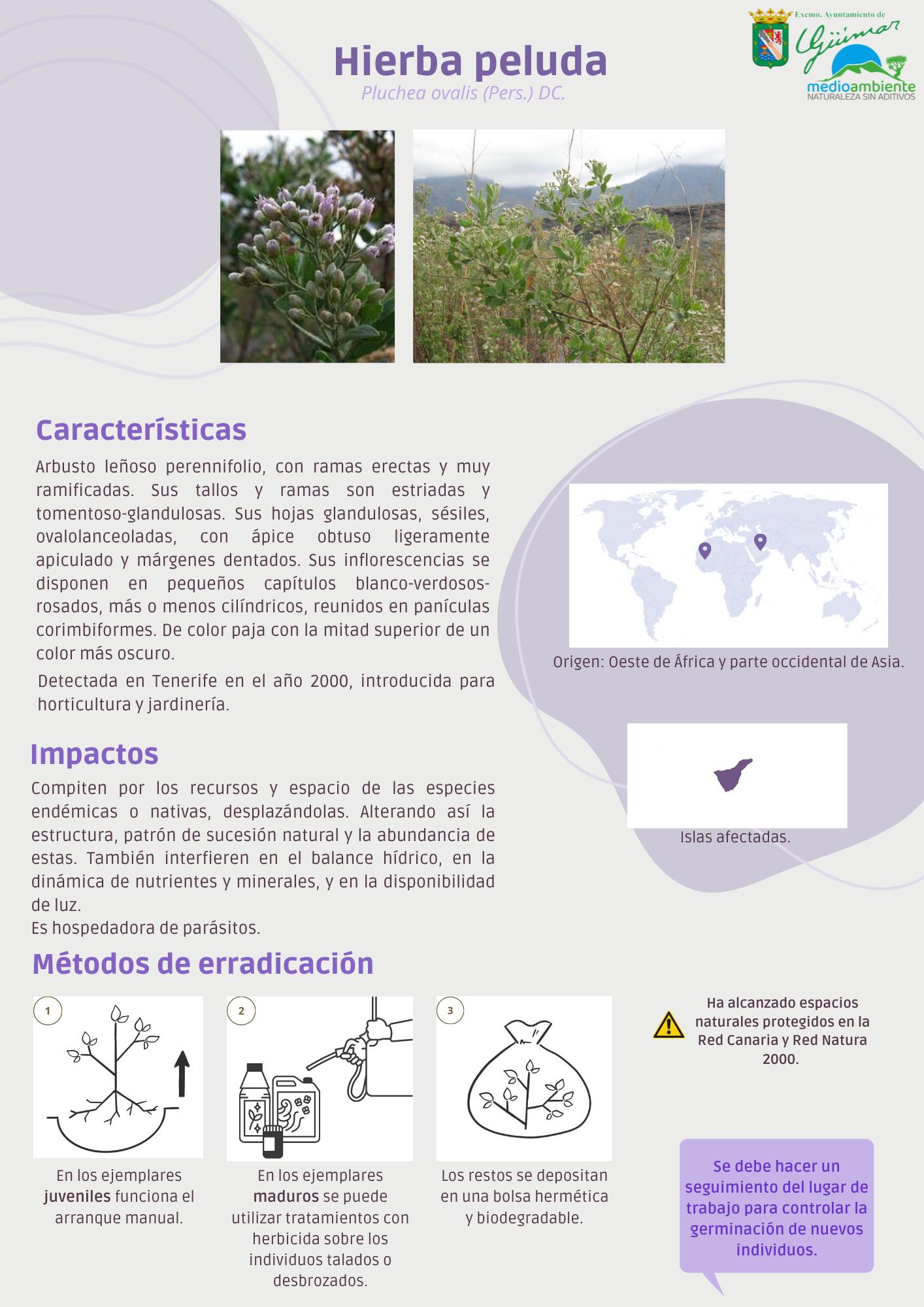 ESPECIES EXÓTICAS INVASORAS (FLORA) PRESENTES LAS ISLAS CANARIAS