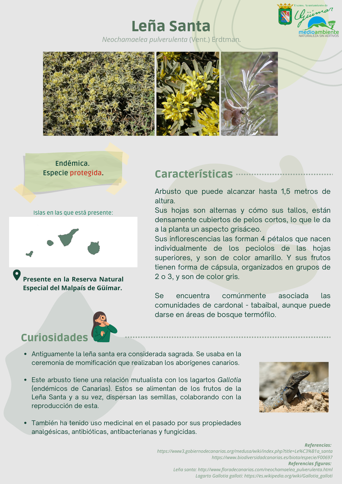 ESPECIES ENDÉMICAS (FLORA) PRESENTES EN LAS ISLAS CANARIAS