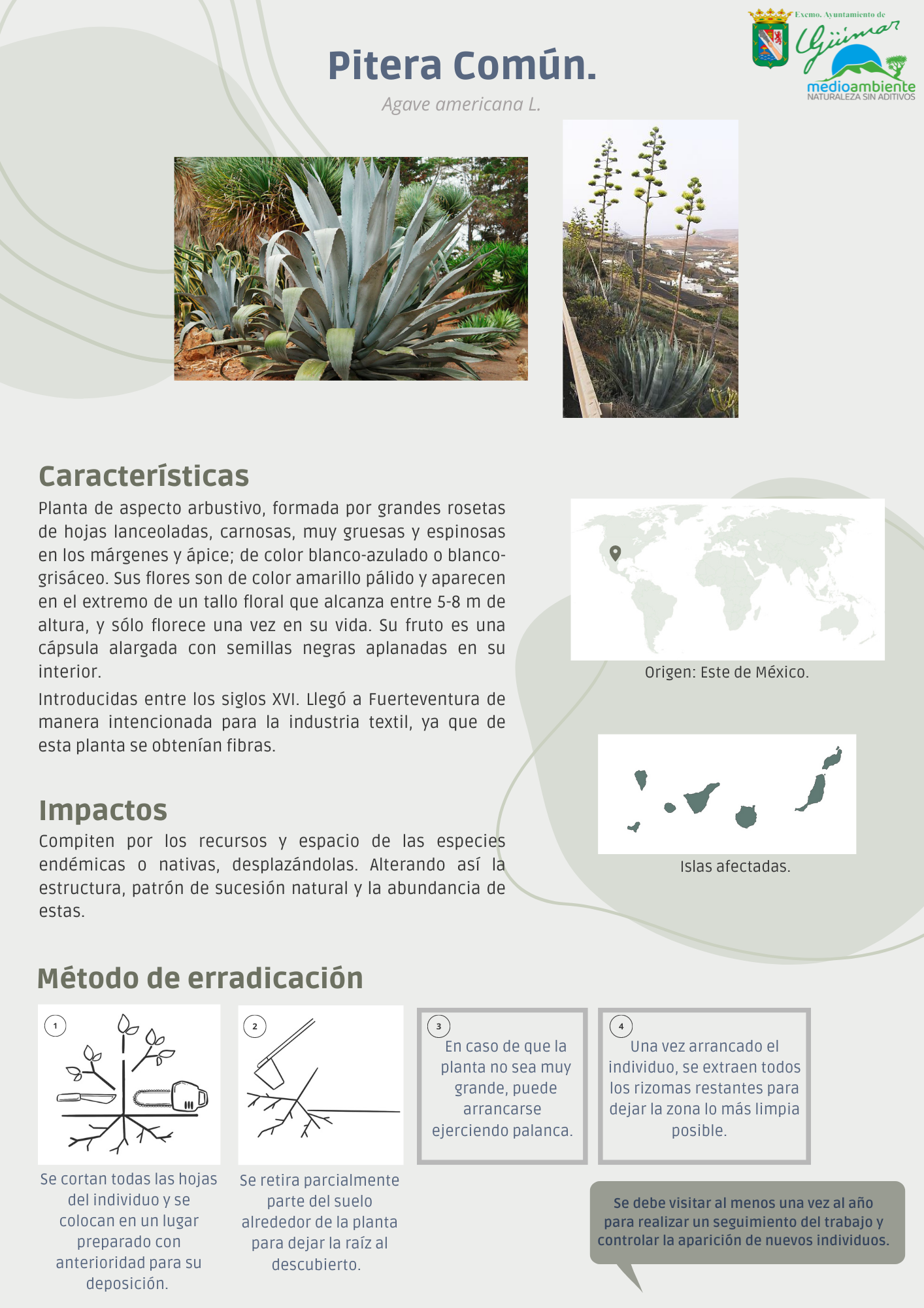 ESPECIES EXÓTICAS INVASORAS (FLORA) PRESENTES LAS ISLAS CANARIAS