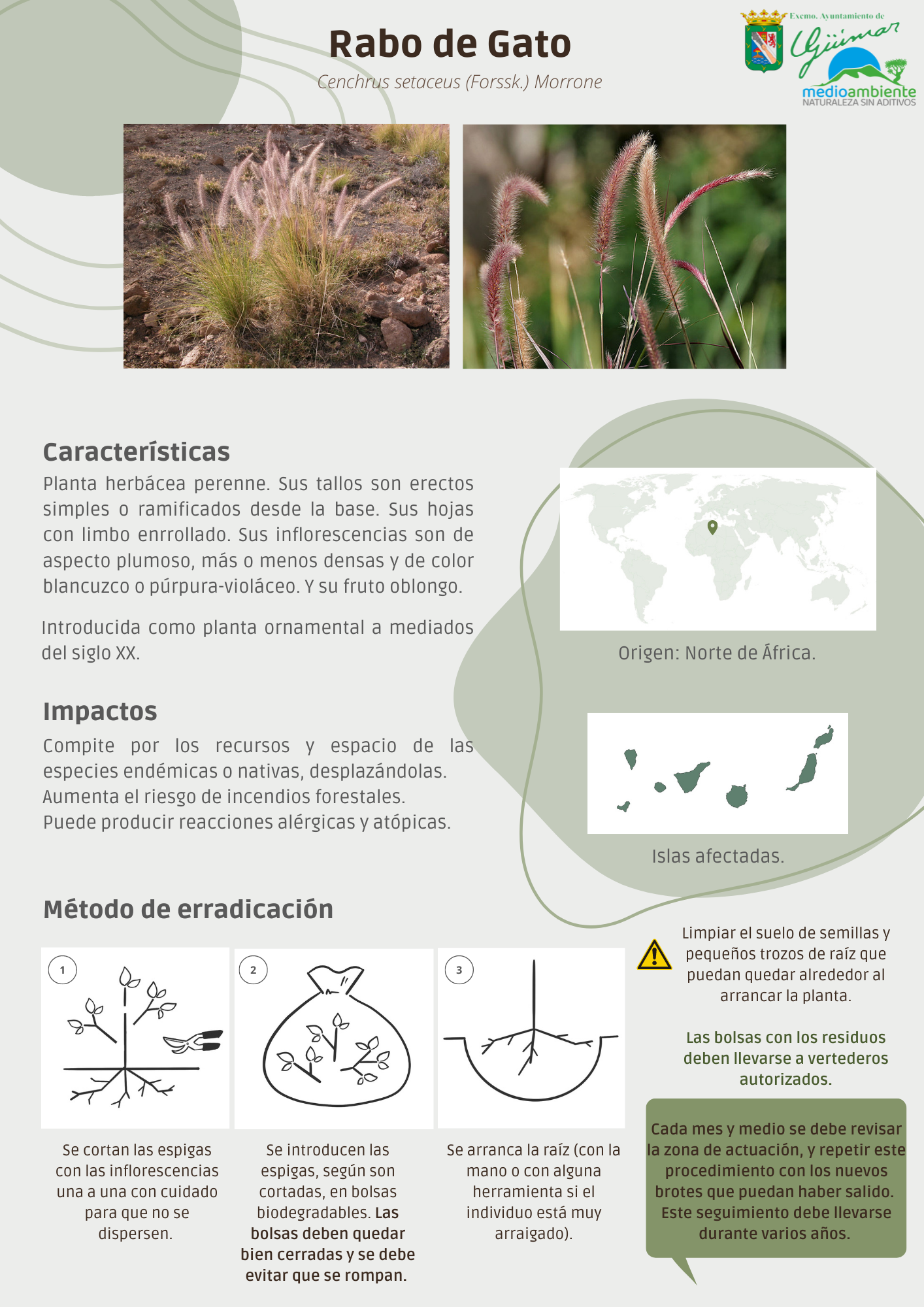 ESPECIES EXÓTICAS INVASORAS (FLORA) PRESENTES LAS ISLAS CANARIAS