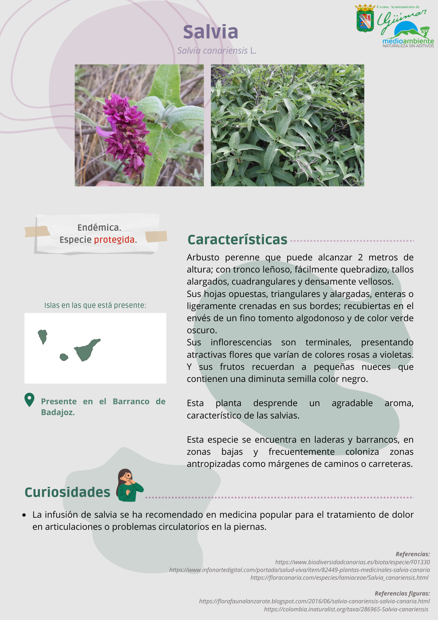 ESPECIES ENDÉMICAS (FLORA) PRESENTES EN LAS ISLAS CANARIAS