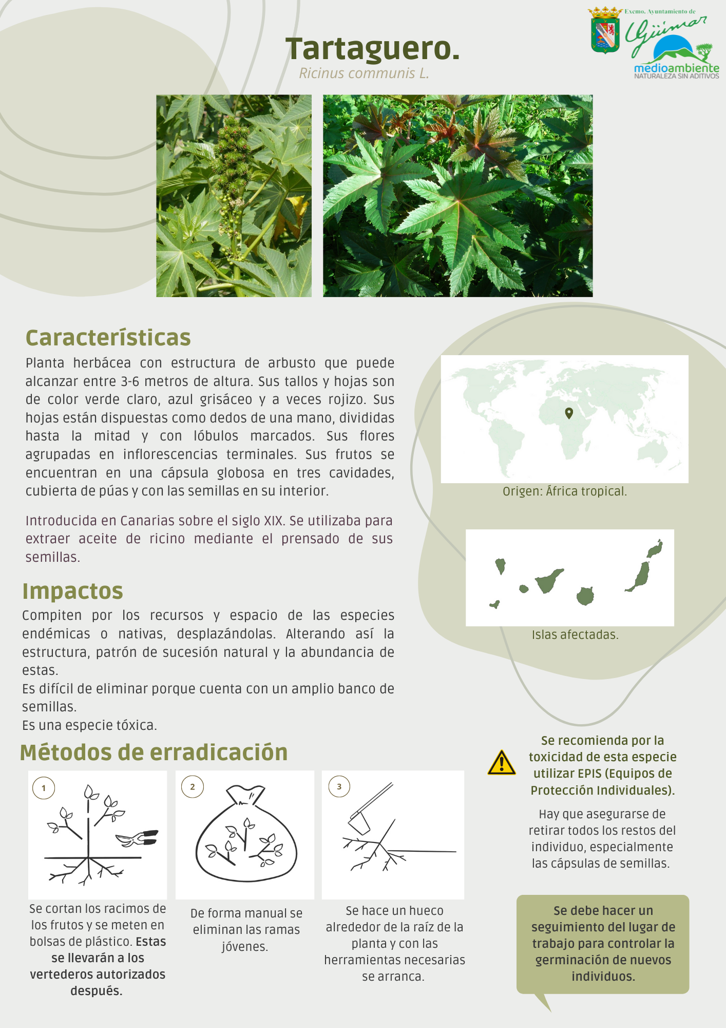 ESPECIES EXÓTICAS INVASORAS (FLORA) PRESENTES LAS ISLAS CANARIAS