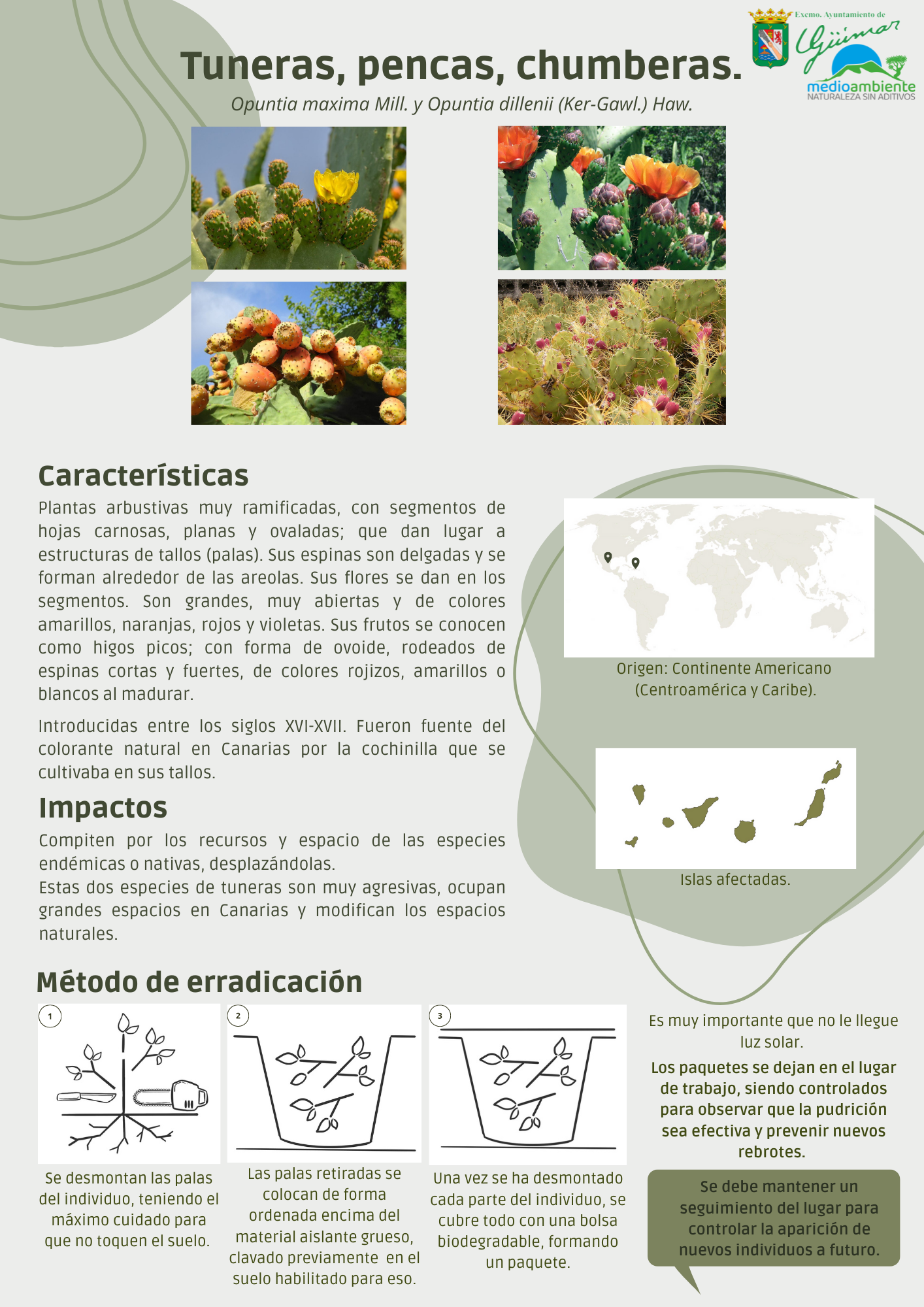 ESPECIES EXÓTICAS INVASORAS (FLORA) PRESENTES LAS ISLAS CANARIAS