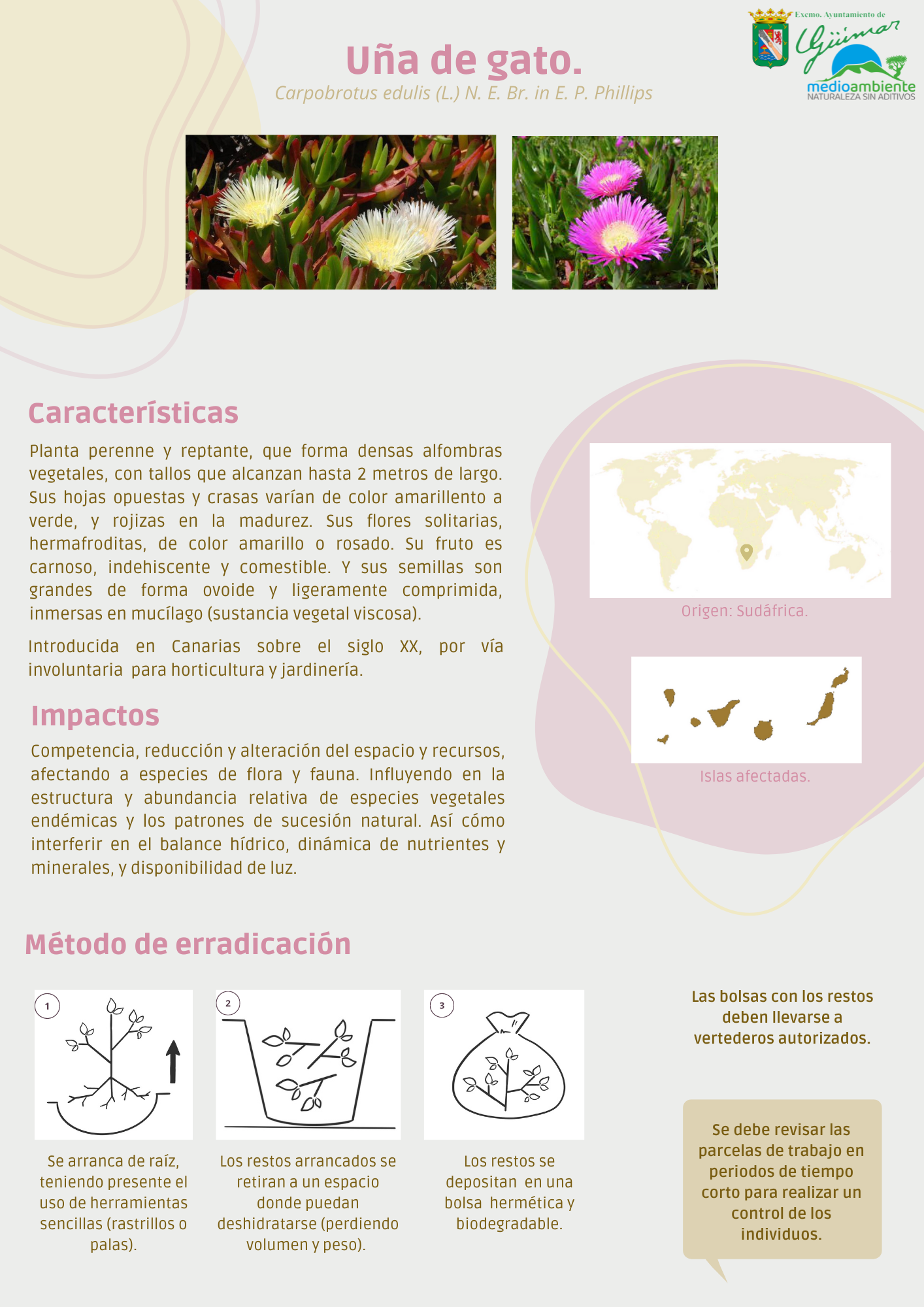 ESPECIES EXÓTICAS INVASORAS (FLORA) PRESENTES LAS ISLAS CANARIAS