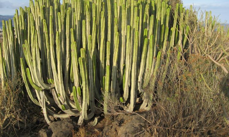 ESPECIES ENDÉMICAS (FLORA) PRESENTES EN LAS ISLAS CANARIAS.