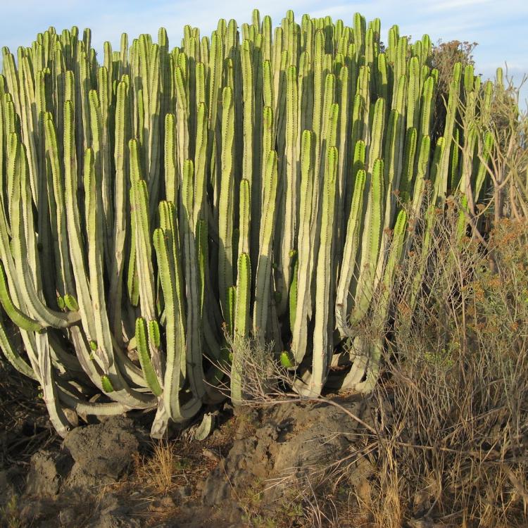 ESPECIES ENDÉMICAS (FLORA) PRESENTES EN LAS ISLAS CANARIAS.