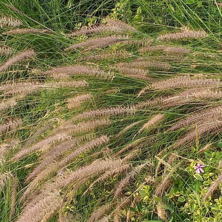 ESPECIES EXÓTICAS INVASORAS (FLORA) PRESENTES EN LAS ISLAS CANARIAS.
